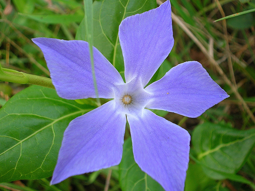  Image name: pervinca3.jpg 
 width: 500 pixel 
 height: 374 pixel 
 Size: 135475 bytes 
 Click to enlarge 